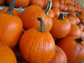Bright attractive orange pumpkins on display in 2019 Royalty Free Stock Photo