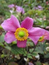 Bright attractive pink Japanese Anemone windflower blooming in autumn season Royalty Free Stock Photo