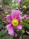 Bright attractive pink Japanese Anemone windflower blooming in autumn season Royalty Free Stock Photo