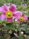 Bright attractive pink Japanese Anemone windflower blooming in autumn season close up Royalty Free Stock Photo