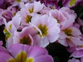 Bright attractive pink Primrose flowers blooming in late winter season close up 2020