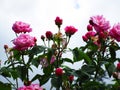 Bright attractive pink rose flowers blooming in summer season Royalty Free Stock Photo