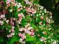 Bright attractive many red pink white Weigela flowers blooming in summer season 2020