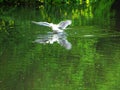 Bright attractive seagull bird flapping its wings on a lake in spring 2020 Royalty Free Stock Photo