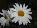 Bright attractive Shasta Daisy flowers blooming in summer Royalty Free Stock Photo