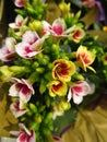Bright attractive soft color Kalanchoe flowers blooming in spring