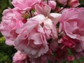 Bright attractive soft pink rose flowers in a garden