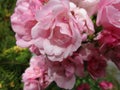 Bright attractive soft pink rose flowers in a garden