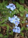 Bright attractive sweet colorful blue forget-me-not flowers close up in bloom in Canada Royalty Free Stock Photo