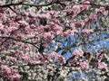 Bright attractive sweet colorful pink red plum blossom flowers blooming in spring 2020