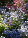 Bright attractive colorful light blue forget me not flowers in springtime close up 2021 Royalty Free Stock Photo