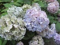 Bright attractive sweet light color hydrangea flowers blooming in mid-summer in a garden 2019 Royalty Free Stock Photo