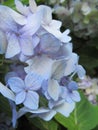 Bright attractive sweet light color hydrangea flowers blooming in mid-summer in a garden 2019 Royalty Free Stock Photo