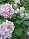 Bright attractive sweet light color hydrangea flowers blooming in mid-summer in a garden 2019 Royalty Free Stock Photo