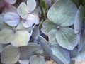 Bright attractive sweet light color hydrangea flowers blooming in mid-summer in a garden 2019 Royalty Free Stock Photo