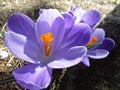 Bright attractive sweet light color Whitewell Purple Crocus flower blooming in mid-spring in a garden 2019 Royalty Free Stock Photo