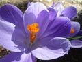 Bright attractive sweet light color Whitewell Purple Crocus flower blooming in mid-spring in a garden 2019 Royalty Free Stock Photo