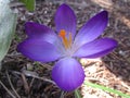 Bright attractive sweet light color Whitewell Purple Crocus flower blooming in mid-spring in a garden 2019 Royalty Free Stock Photo