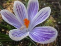 Bright attractive sweet light color Whitewell Purple Crocus flower blooming in mid-spring in a garden 2019 Royalty Free Stock Photo