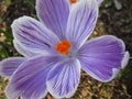 Bright attractive sweet light color Whitewell Purple Crocus flower blooming in mid-spring in a garden 2019 Royalty Free Stock Photo