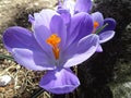 Bright attractive sweet light color Whitewell Purple Crocus flower blooming in mid-spring in a garden 2019 Royalty Free Stock Photo