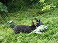 Bright attractive sweet pair of baby bunny rabbit siblings feeding on veggies 2020