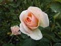 Bright attractive sweet peach white `Pretty Lady` rose flower in bloom in Canada 2020