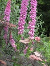 Bright attractive colorful pink purple foxgloves flowerbed garden in summer June 2021