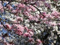 Bright attractive sweet pink white plum blossom flowers in bloom Spring 2020 Royalty Free Stock Photo