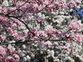 Bright attractive sweet pink white plum blossom flowers in bloom Spring 2020 Royalty Free Stock Photo