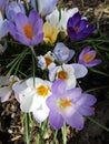 Bright attractive colorful tender Whitewell Crocus flowers in bloom in garden at spring 2020 Royalty Free Stock Photo