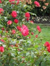 Bright attractive colorful tender red roses and flowers in bloom at a rose garden 2020 Royalty Free Stock Photo