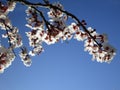 Bright attractive sweet red white plum blossom flowers in bloom Spring 2020 Royalty Free Stock Photo