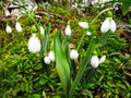 Bright attractive sweet winter snowdrop blossom flowers blooming in February 2021