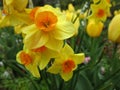 Bright attractive sweet yellow daffodil blossom flowerbed blooming in spring 2021 Royalty Free Stock Photo