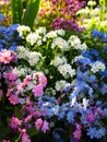 Bright attractive various colors forget-me-not flowerbed blooming in springtime April 2021 Royalty Free Stock Photo