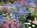 Bright attractive various colors forget-me-not flowerbed blooming in springtime April 2021 Royalty Free Stock Photo