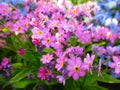 Bright attractive various colors pink forget-me-not flowerbed blooming in springtime April 2021 Royalty Free Stock Photo