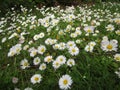 Bright attractive white Common Daisy flowers blooming in spring close up Royalty Free Stock Photo