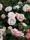 Bright attractive white peach pink color tender roses in bloom at a rose garden 2020 Royalty Free Stock Photo