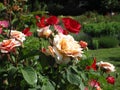 Bright attractive white peach roses and red poppy flowers blooming in mid summer season