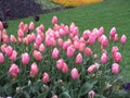 Bright attractive white pink color tulip flowers blooming Royalty Free Stock Photo