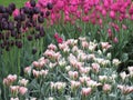 Bright attractive colorful tulip flowers, Spring 2019 Royalty Free Stock Photo