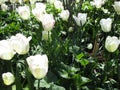 Bright attractive white tulip flowers close up blooming in spring 2019 Royalty Free Stock Photo