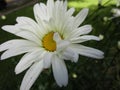 Bright attractive Shasta Daisy flowers blooming in summer Royalty Free Stock Photo