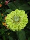 Bright attractive yellow green Zinnia flower in beautiful bloom in summer season