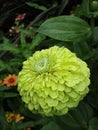 Bright attractive yellow Zinnia flower in full bloom in summer 2020