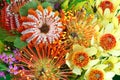 Bright Australian native flowers Royalty Free Stock Photo