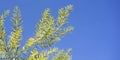 Bright Australian spring background Golden Wattle and blue sky