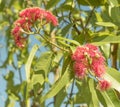 Bright Australian sunlight on red eucalyptus flowers